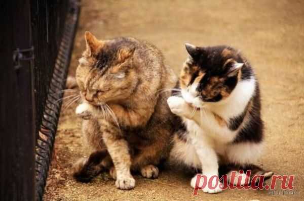 Синхронные коты