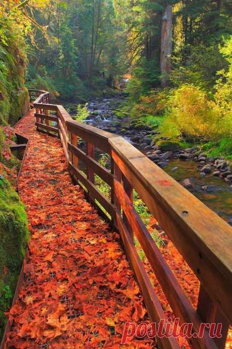 Sweet Creek Trail Scafold, Oregon | I Love Autumn