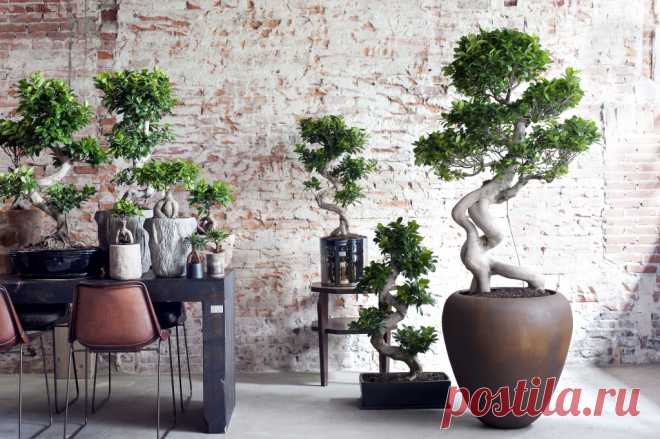 07.ficus_.6.jpg (1024×681)