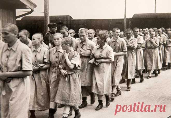 «Собачье сердце». Рассказ одной из узниц немецких концентрационных лагерей
