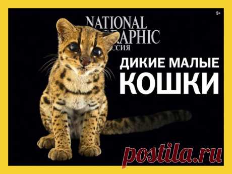 Xрупкая экосистема озера Балхаш, малоизученные представители кошачьего племени и влияние алкоголя на историю и культуру – в февральском номере National Geographic Россия. P.S. Нам очень нравится новая обложка! А вам? 🐈