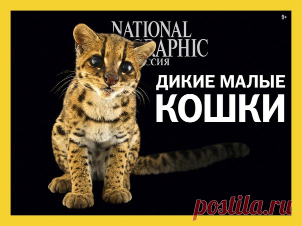 Xрупкая экосистема озера Балхаш, малоизученные представители кошачьего племени и влияние алкоголя на историю и культуру – в февральском номере National Geographic Россия. P.S. Нам очень нравится новая обложка! А вам? 🐈