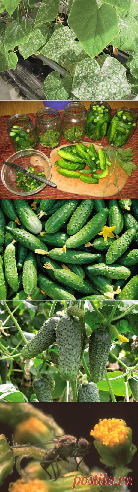 Технология выращивания корнишонов