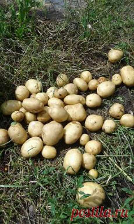 С почином...Картошечка..
Да с укропчиком...Ням..ням..вкуснятина..Сегодня..7июня 2016г. Кременчуг..