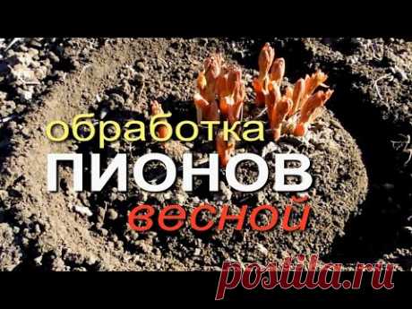 ГОТОВИМ ПИОНЫ К ОБИЛЬНОМУ ЦВЕТЕНИЮ! Советы от ЗЕЛЕНОГО ОГОРОДА!