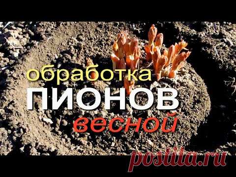 ГОТОВИМ ПИОНЫ К ОБИЛЬНОМУ ЦВЕТЕНИЮ! Советы от ЗЕЛЕНОГО ОГОРОДА!