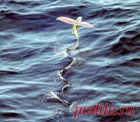 Топ-25 животных с самыми странными защитными механизмами | Разно Всяко