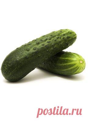 Едим огурцы до октября - советы агронома