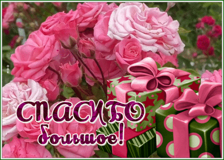 Картинка спасибо большое с великолепными розовыми розами