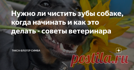 Нужно ли чистить зубы собаке, когда начинать и как это делать - советы ветеринара Статья автора «Такса-блогер Симба» в Дзене ✍: Сколько себя помню, зубки мне чистили всегда, с самого щенячества. А я и не сопротивлялся - всем деткам чистят и мне тоже!