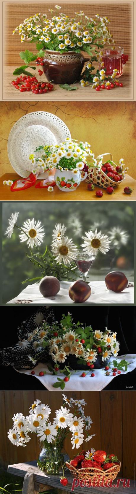 Натюрморты ягодно-ромашковые. = Распустились ромашки на поле,
Много – много красивых цветов.
И колышется белое море –
Как мечта из несбыточных снов!

Как хочу я в него окунуться.
В них упасть и на небо смотреть.
И от счастья в душе улыбнуться.
Сердцем в небо, как птица лететь!

Ах, ромашки! Цветы луговые –
Золотисто-белый дурман…
Вы как души чьи-то святые,
Как целительный сердцу бальзам!..


© Голубоглазый Бесенок