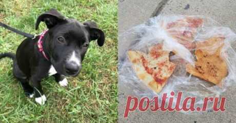 “Ешь пиццу и не вой!” Бриллиантик, понурившись, сидела на ступеньках – ещё одна брошенка с “приданым” и запиской… Похоже, тенденция оставлять собаку на улице с запиской набирает популярность. Еще одна девочка оказалась брошена своими хозяевами…

Ее нашли утром, привязанной к крыльцу жилого дома. Возле нее была записка и пакет с несколькими кусками пиццы. Да, очень великодушно!



Вот что было написано на