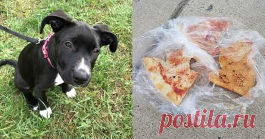 “Ешь пиццу и не вой!” Бриллиантик, понурившись, сидела на ступеньках – ещё одна брошенка с “приданым” и запиской… Похоже, тенденция оставлять собаку на улице с запиской набирает популярность. Еще одна девочка оказалась брошена своими хозяевами…

Ее нашли утром, привязанной к крыльцу жилого дома. Возле нее была записка и пакет с несколькими кусками пиццы. Да, очень великодушно!



Вот что было написано на