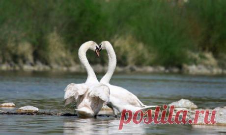 Хранить верность — это достоинство, познать верность — это честь.