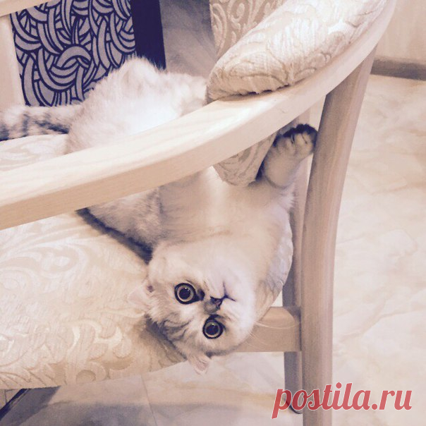Любимый кот.