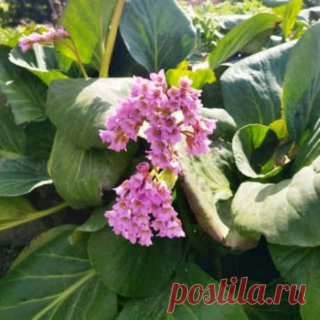 Бадан - пересадка и уход