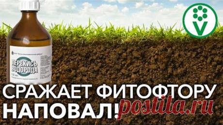 УКСУС И ПЕРЕКИСЬ ВОДОРОДА И ПОЧВА КАК НОВЕНЬКАЯ! Чем обеззаразить почву от болезней и вредителей