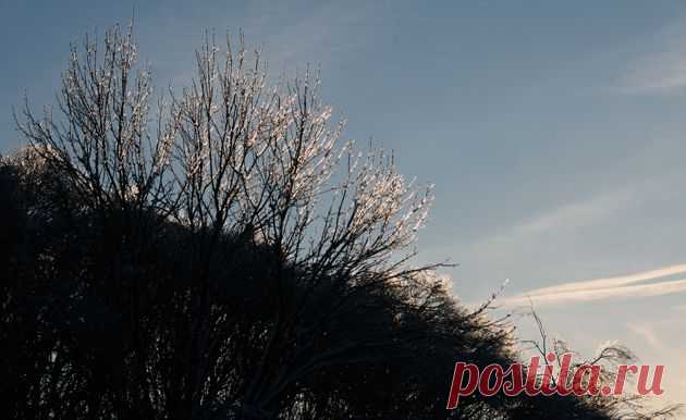 Измайловский парк, Москва. Январь 2011 г.