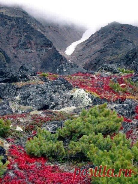 Colores of Kamchatka, Siberia, Russia.  |  Pinterest • Всемирный каталог идей