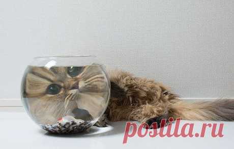 Today is Caturday: Photo