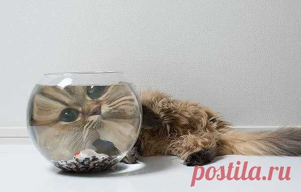 Today is Caturday: Photo