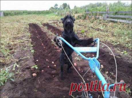 ХОЗЯИН