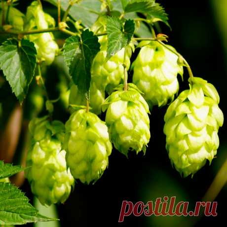 Лекарственное растение Хмель обыкновенный (Humulus lupulus). Многолетнее высоколазящее вьющееся растение высотой 3-6 м. Стебель грубоопушенный, вьющийся по часовой стрелке. Листорасположение супротивное, листья глубоко 3-5-лопастные с сердцевидным основанием, грубоопушенные, шиповато-зубчатые. Цветки разнополые: мужские собраны в метелки, женские - в ложные колосья, во время созревания плодов образуются желтовато-зеленые &quot;шишки&quot;.