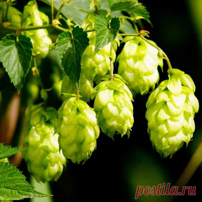 Лекарственное растение Хмель обыкновенный (Humulus lupulus). Многолетнее высоколазящее вьющееся растение высотой 3-6 м. Стебель грубоопушенный, вьющийся по часовой стрелке. Листорасположение супротивное, листья глубоко 3-5-лопастные с сердцевидным основанием, грубоопушенные, шиповато-зубчатые. Цветки разнополые: мужские собраны в метелки, женские - в ложные колосья, во время созревания плодов образуются желтовато-зеленые "шишки".