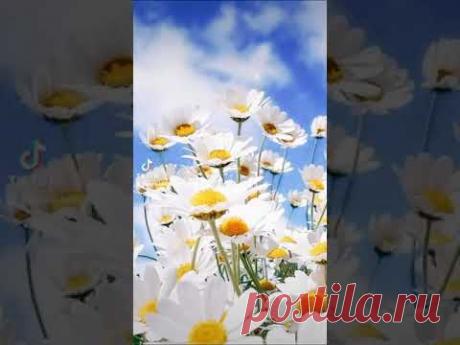 ИЮЛЬСКИЙ ПРИВЕТИК! Какое лето без ромашек, они как песня для души... #июльскийприветик