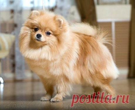 Померанский шпиц (Pomeranian) – описание порды и фото, диета и уход, щенки собаки и питомники | Animal.ru