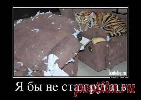 Утехи полосатого....