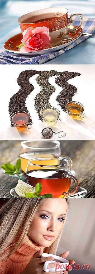 Чай: полезные свойства и рецепты