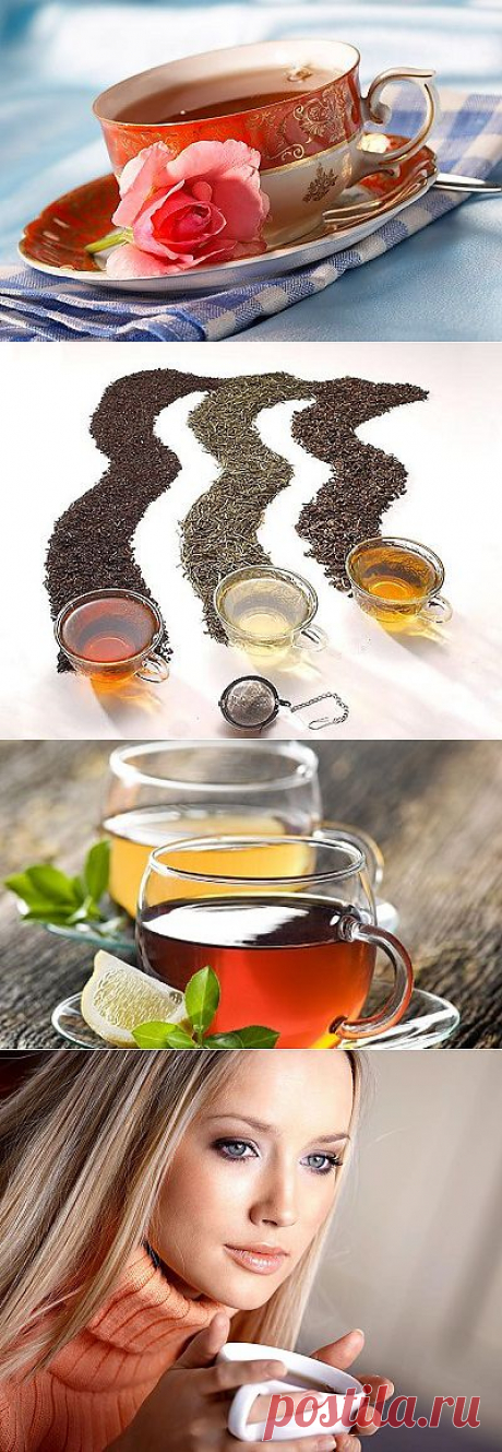 Чай: полезные свойства и рецепты