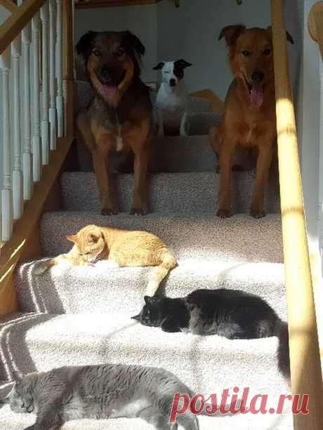 Котизм