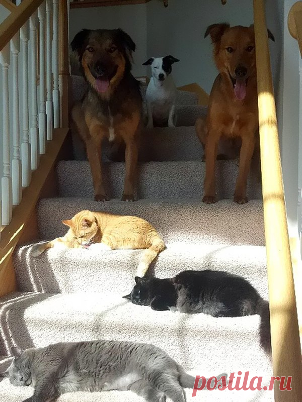 Котизм