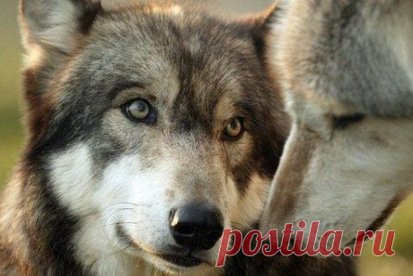 (52) Одноклассники