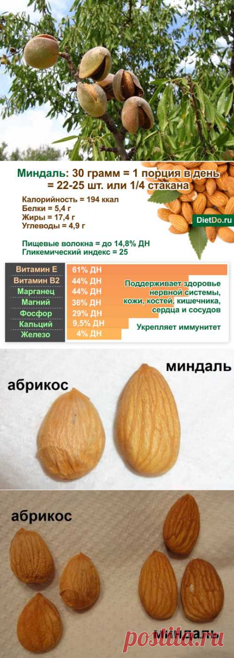 Миндаль — польза и вред, сколько и как правильно кушать