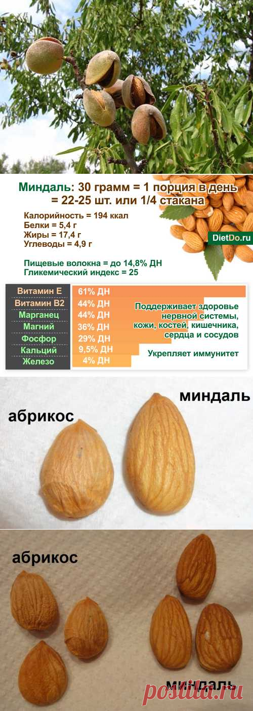 Миндаль — польза и вред, сколько и как правильно кушать