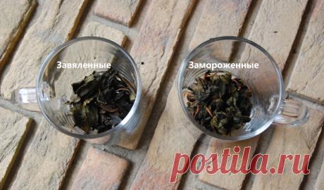 Ферментированный чай из листьев вишни. Сделала двумя способами: делюсь, какой лучше - Кафе-Шафран Разговоры о еде...!