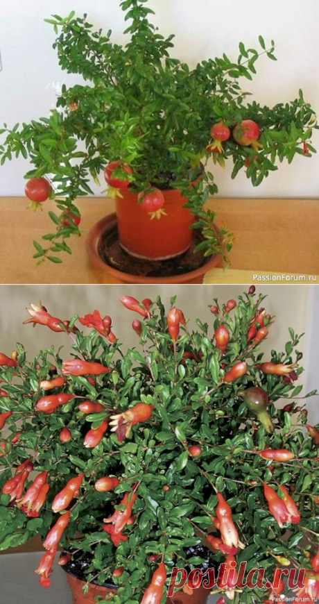 Комнатный гранат