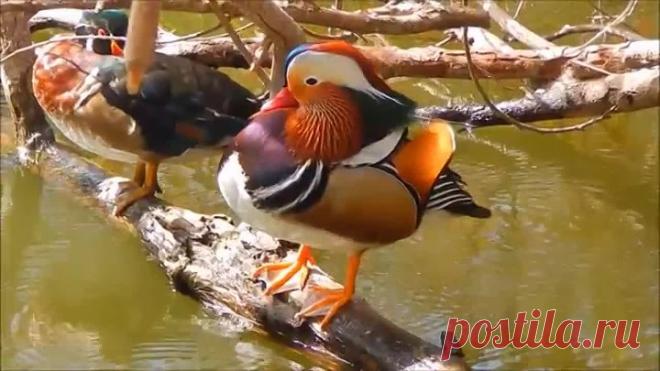 Мандаринка – самая красивая утка на Земле