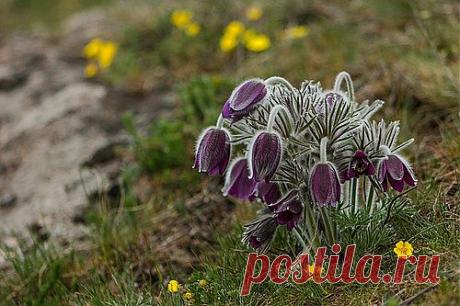 Др@коша — «Сон - трава» на Яндекс.Фотках