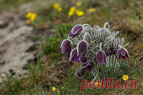 Др@коша — «Сон - трава» на Яндекс.Фотках