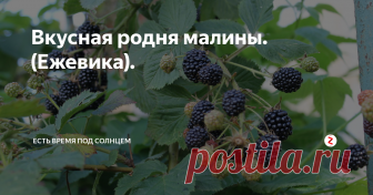 Вкусная родня малины. (Ежевика). Как нужно ухаживать за ежевикой, чтобы она не превращалась в колючие 