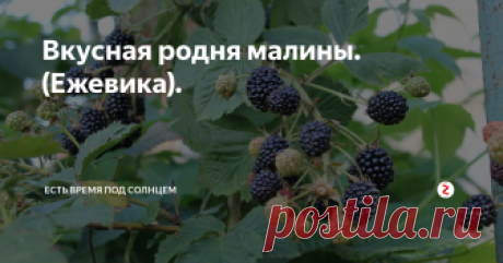 Вкусная родня малины. (Ежевика). Как нужно ухаживать за ежевикой, чтобы она не превращалась в колючие "заросли"..