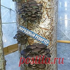приусадебное хозяйство | Фотографии и советы на Постиле | Постила