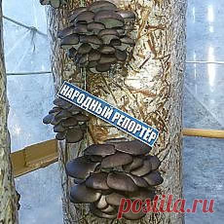 приусадебное хозяйство | Фотографии и советы на Постиле | Постила