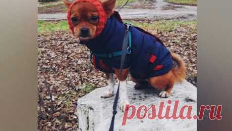 Как одеть  чихуахуа осенью на прогулку.