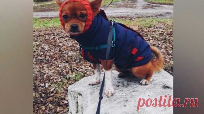 Как одеть  чихуахуа осенью на прогулку.