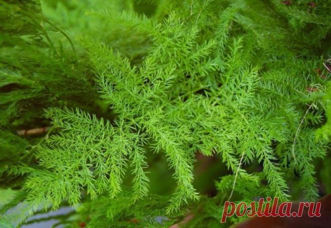 Цветок аспарагус уход в домашних условиях с фото На сегодняшний день аспарагус в естественной среде растет на многих континентах: Южной Америке, Южной и Восточной Африке, Азии. Он предпочитает субтропические леса, саванны, горные районы и долины воз...